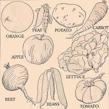 Vegetable Line Drawings Line Drawing Vegetable Drawing Drawings