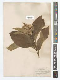 Image result for Pleiotaxis