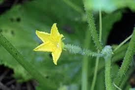 Image result for how to self pollinate cucumbers