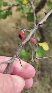 Image result for Commiphora africana