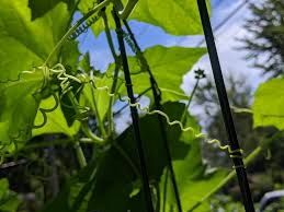 Image result for Cucurbitaceae