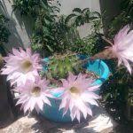Kaynana Topuzu Echinopsis Oxygona Bakimi Dogal Yollar Bahce Dogal Topuzlar