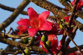 Try planting one of these in your garden. 10 Flowering Trees In India And Where To Click Them This Spring Season Tripoto