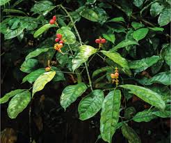 Image result for Gnetaceae