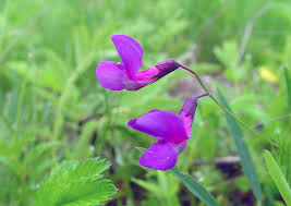 Image result for Lathyrus
