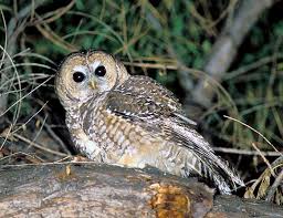 Lechuza Moteada Del Norte O Strix Occidentalis Extincion Animal 2020 Ever since the spanish arrived on borikén in the 16th century, the puerto rican people have resisted casas coloniales. animales en peligro de extincion