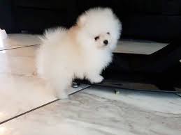 Teddy bear pomeranian puppies for sale near me. Teddy Bear Face Pomeranian Novocom Top