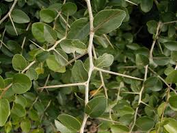 Image result for Diospyros dichrophylla