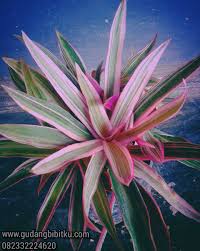 Check spelling or type a new query. Jual Tanaman Hias Adam Hawa Ungu Oreo 082332224620 Gudang Bibitku