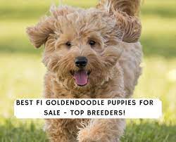 We aren't a puppy mill and want to protect the health. F1 Goldendoodle Puppies For Sale Top 6 Breeders 2021 We Love Doodles