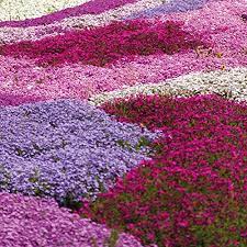 Best flowering ground cover plants uk. Creeping Phlox Collection Garden Plant Hardy Perennial Flowering Garden Plants Easy To Grow Your Own 5x Posti Plug Plants By Thompson And Morgan Amazon Co Uk Garden Outdoors