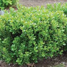 Baby Gem Boxwood Shrubs For Landscaping Baby Gem Boxwood Plants For Small Gardens