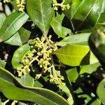 Image result for Olea capensis