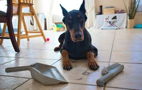 106 average age at death: Living With A Doberman How Much Do They Really Shed Doberman Planet