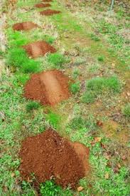 Without food, moles will move on. How To Get Rid Of Gophers Homeowner S Guide Bob Vila