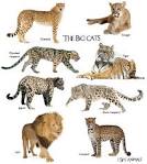 All Types of Wild Cats and Where to See Them in the Wild