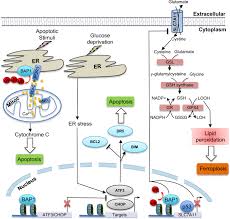 bap1 expression was recorded in up to 77% of epithelioid mesothelioma (em). Bap1 Regulates Different Mechanisms Of Cell Death Cell Death Disease