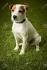 Parson jack russell puppies for sale - May 2020 - NewsNow