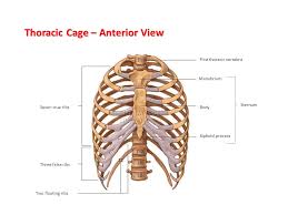 The ribs, along with the thoracic vertebrae, sternum, and costal cartilages, make up the thoracic cage, also. The Skeletal System Labelling The Bones Ppt Video Online Download