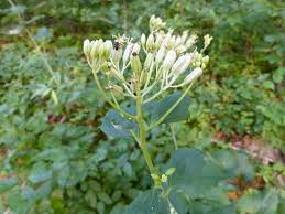 Image result for Plicosepalus kalachariensis