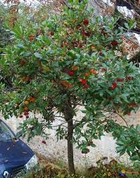 Arbousier Ou Arbousier Commun Arbutus Unedo Vue Generale Avec Fleurs Et Fruits Arbousier Arbustes De Jardin Idees Jardin