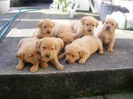 Will suit a pet owner or a working home. Labrador Retriever Puppies Now Ready To Leave Quezon Philippines Buy And Sell Marketplace Pinoydeal