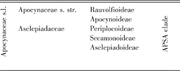 Image result for Apocynaceae subfamily Periplocoideae