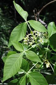 Image result for Rutaceae