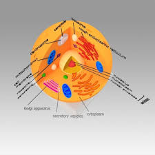3d model of an animal cell made for wikimedia in the ucac2 project. Animal Cell Cgtrader