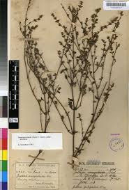 Image result for Justicia anagalloides