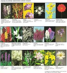 Fresh Flower Identification Chart 2 Flower