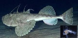 This lure (which only the female possesses) is known as the esca and is flexible to allow the fish to move it in any direction. Electric Eels And Anglerfish They Don T Look Similar The Pterosaur Heresies