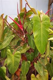 Philodendron Andersons Red In 2020 Philodendron Philodendron Plant Red Flowers