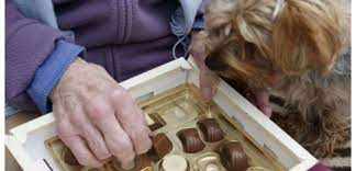 De nombreuses plantes ou fleurs communes dans nos jardins ou nos maisons sont toxiques lorsqu'elles sont ingérées par le chien ou le chat. Chocolat Pour Les Animaux Attention Danger Sciences Et Avenir