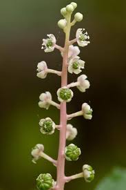 Image result for Phytolaccaceae