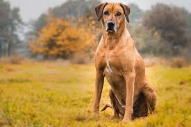 We did not find results for: Rhodesian Ridgeback Puppies Everything New Owners Should Know The Dog People By Rover Com