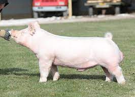 My name is bill rosenbaum and i would like to give you a little bit of my background in the swine industry and my vision for the future of southern gold sires. Retired Boars Southern Gold Sires