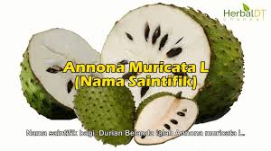 Nama saintifik herba tempatan nama tempatan nama saintifik adenium adenium obesum african violet saintpaulia ionantha agave agave americana l. David Teo Buah Durian Belanda Facebook