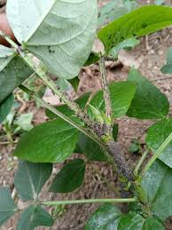 Image result for Teramnus repens