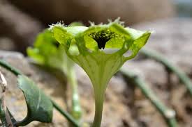 Image result for Ceropegia burchelliana