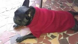Related:french bulldog clothes french bulldog dog sweater. French Bulldog Sweater French Bulldog Sweater French Bulldog Bulldog