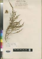 Image result for Crotalaria spinosa