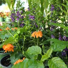 Image result for Crossandra