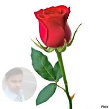 Pin By Kalpesh Rathwa On My Saves Rose Images Rose Images Hd Beautiful Red Roses Images