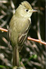 Pin By Birgul Ugurlu On Degisik Hayvanlar Pet Birds Flycatcher Tropical Birds