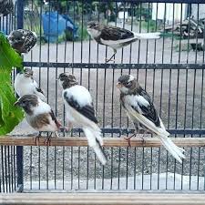 We did not find results for: Penawaran Diskon Dan Promosi Dari Kenari Dan Lovebird Shopee Indonesia