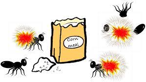 Mix cornmeal with a pesticide. Garden Myth Cornmeal Makes Ants Explode Laidback Gardener