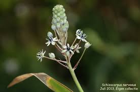 Image result for Schizocarphus