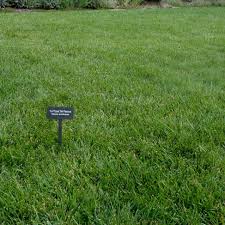 To do that, you need to know how much water to apply and how long it takes for your sprinklers to. Colorado Springs Utilities Xeriscaping Turf Type Tall Fescue
