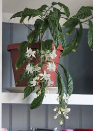 Image result for Clerodendrum silvanum
